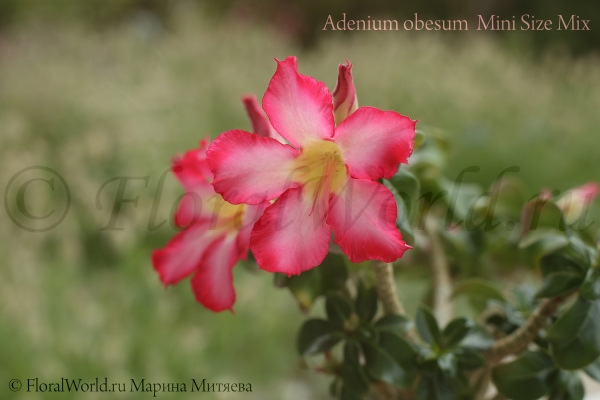 Adenium obesum  Mini Size Mix
Ключевые слова: Adenium obesum Mini Size Mix