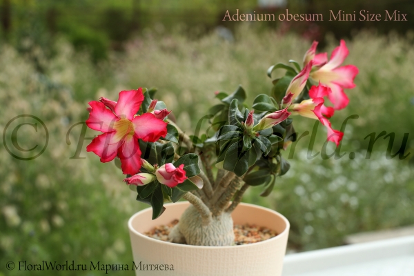 Adenium obesum  Mini Size Mix
Ключевые слова: Adenium obesum Mini Size Mix