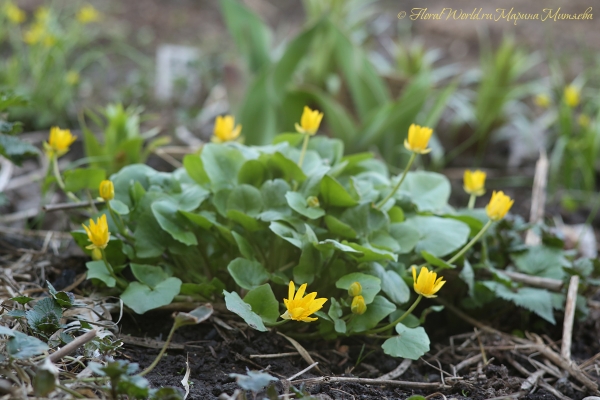 Чистяк весенний (Ranunculus ficaria)
Ключевые слова: чистяк весенний Ranunculus ficaria весна весенне фото апрель 2015