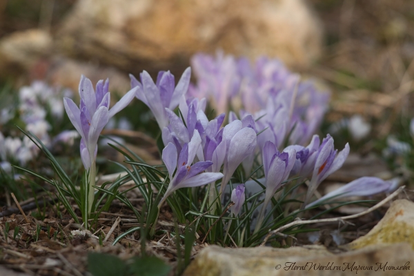 Цветут крокусы
Ключевые слова: Крокусы цветы цветение апрель весна весеннее фото 2015