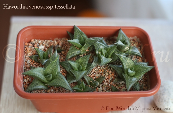 Haworthia venosa ssp. tessellata
Хавортия жилистая мозаичная, или шахматная (веноза тесселата)

Хавортия в минеральном субстрате (диатомит+цеолит+гравий)
Ключевые слова: Haworthia venosa ssp. tessellata веноза тесселата