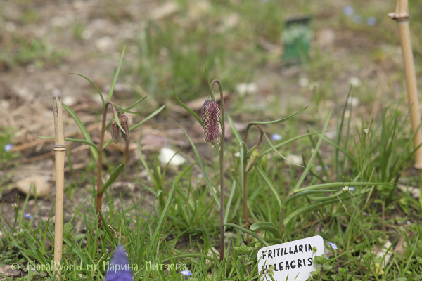 Рябчик шахматный (Fritillaria meleagris)
Ключевые слова: Рябчик шахматный Fritillaria meleagris