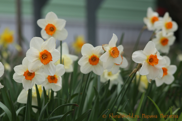 Нарциссы  (Narcissus sp.)
Ключевые слова: Нарциссы Narcissus