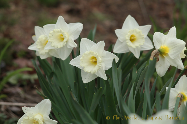 Нарциссы трубчатые (Narcissus Trumpet)
Ключевые слова: Нарциссы трубчатые Narcissus Trumpet