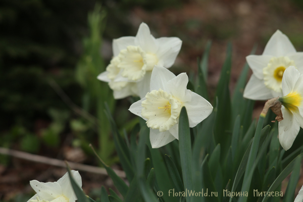 Нарциссы трубчатые (Narcissus Trumpet)
Ключевые слова: Нарциссы трубчатые Narcissus Trumpet