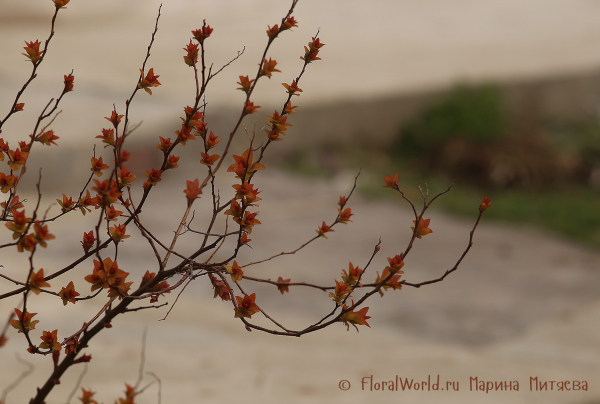 Возможно Spiraea japonica 'Goldflame'
Ключевые слова: Spiraea japonica &#039;Goldflame&#039;