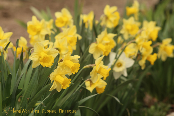 Нарциссы трубчатые (Narcissus Trumpet)
Ключевые слова: Нарциссы трубчатые Narcissus Trumpet