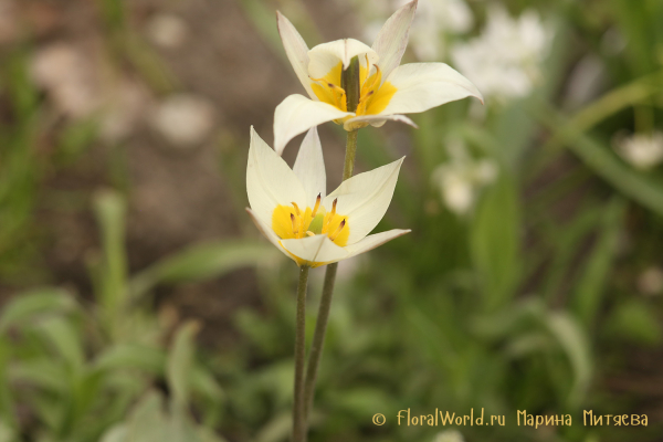 Тюльпан ботанический (Tulipa Botanical)
Ключевые слова: Тюльпан ботанический Tulipa Botanical
