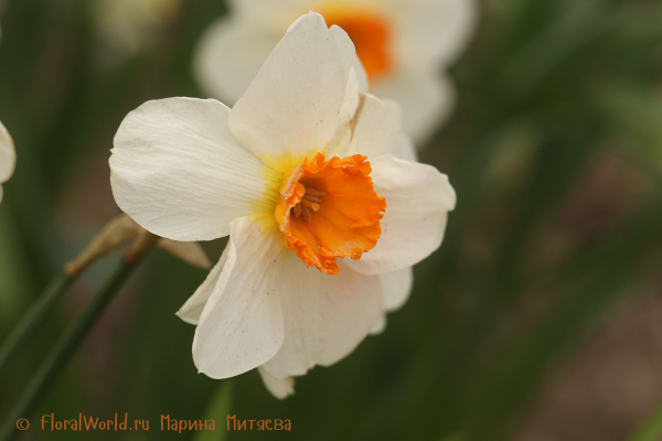 Нарциссы (Narcissus sp.)
Ключевые слова: Нарциссы Narcissus