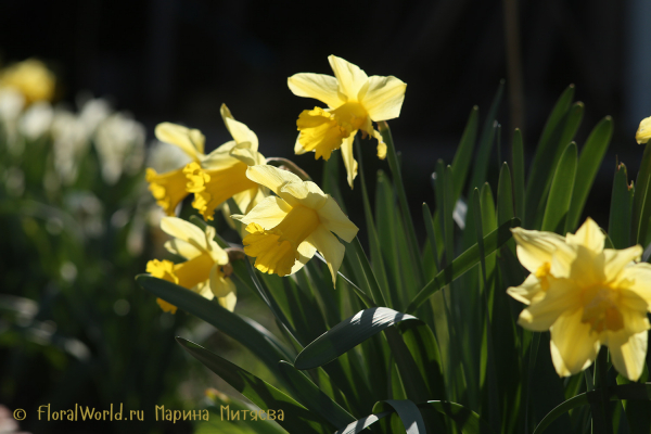  Нарциссы трубчатые (Narcissus Trumpet) 
Ключевые слова: Нарциссы трубчатые Narcissus Trumpet
