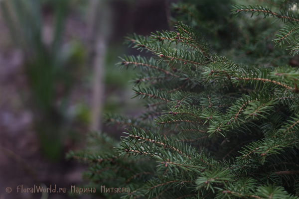 Побеги елки (Picea sp.)
Ключевые слова: елка побеги Picea