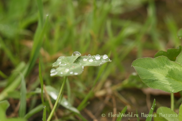 Капли на листе клевера (Drops on a leaf of clover)
Ключевые слова: Капли на листе клевера Drops on a leaf of clover