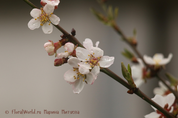 Цветы вишни (Cherry blossoms)
Ключевые слова: Цветы вишни Cherry blossoms