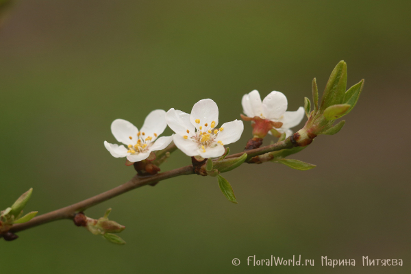Цветы вишни (Cherry blossoms)
Ключевые слова: Цветы вишни