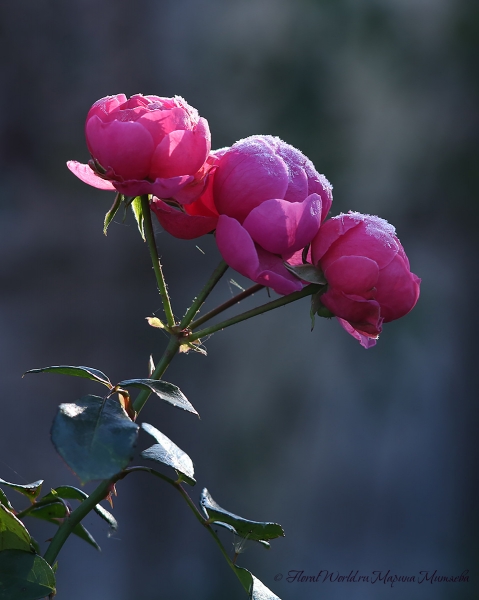 Розы поддернутые инеем
Ключевые слова: розы фото иней осень
