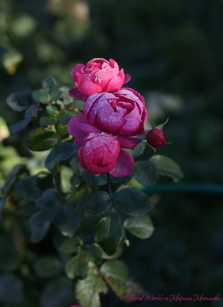 Розы с инееем
Ключевые слова: розы иней фото осень