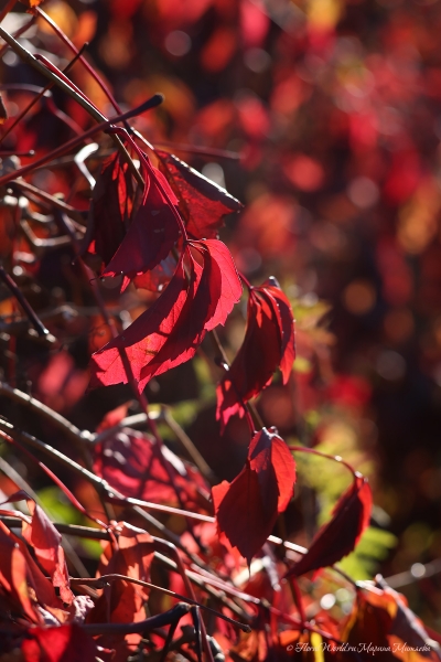 Яркий осенний девичий виноград
Ключевые слова: осень фото листья девичий виноград
