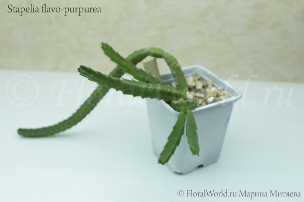 Стапелия золотистопурпурная (Stapelia flavo-purpurea)
Ключевые слова: Стапелия золотистопурпурная Stapelia flavo-purpurea