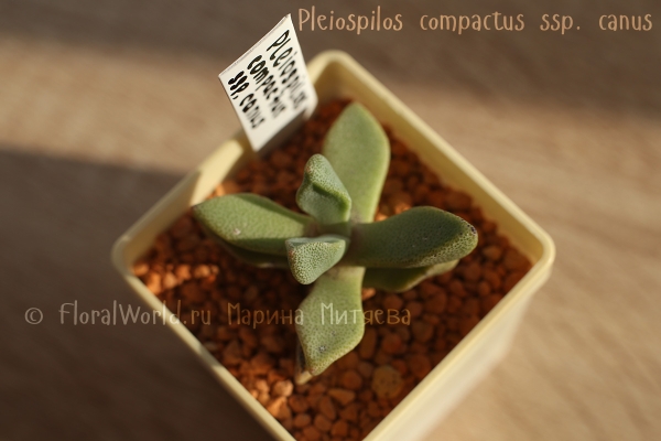  Pleiospilos compactus ssp. canus 
Ключевые слова: Pleiospilos compactus canus