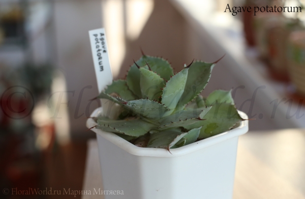 Agave potatorum
Ключевые слова: Agave potatorum