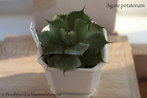 Agave potatorum
Ключевые слова: Agave potatorum