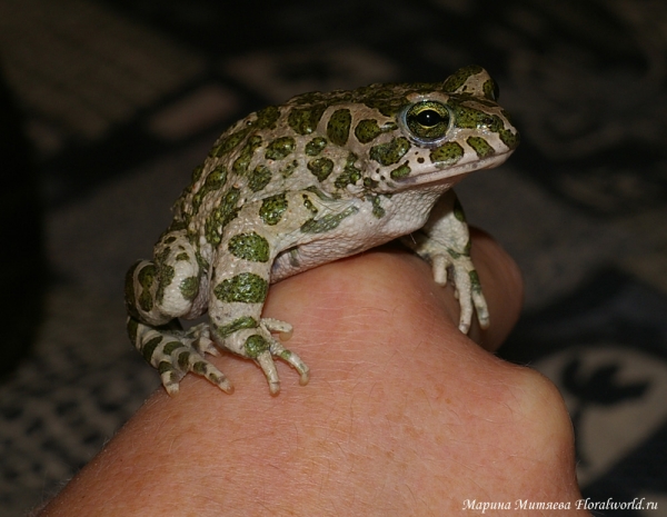 Зеленая жабка (Bufo viridis)
Греется на руке.
Ключевые слова: Зеленая жабка bufo viridis
