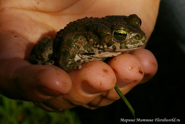 Зеленая жабка (Bufo viridis)
Ключевые слова: Зеленая жабка bufo viridis