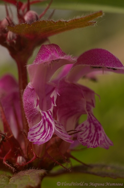 Яснотка пятнистая (Lamium maculatum)
Ключевые слова: Яснотка пятнистая Lamium maculatum фото