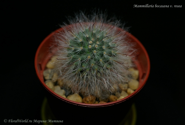 Mammillaria bocasana v. rosea
Ключевые слова: Mammillaria bocasana v. rosea