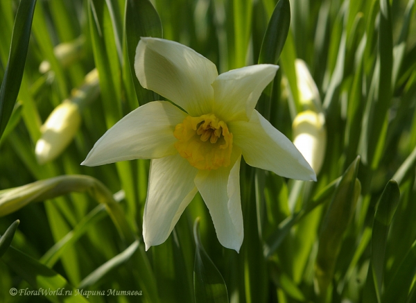 Мелкокорончатый нарцисс (Narcissus)
