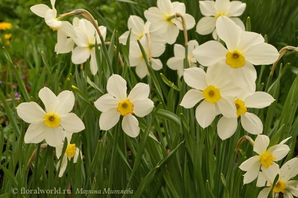Цветут мелкокорончатые нарциссы (Narcissus)
Ключевые слова: мелкокорончатый нарцисс Narcissus фото 