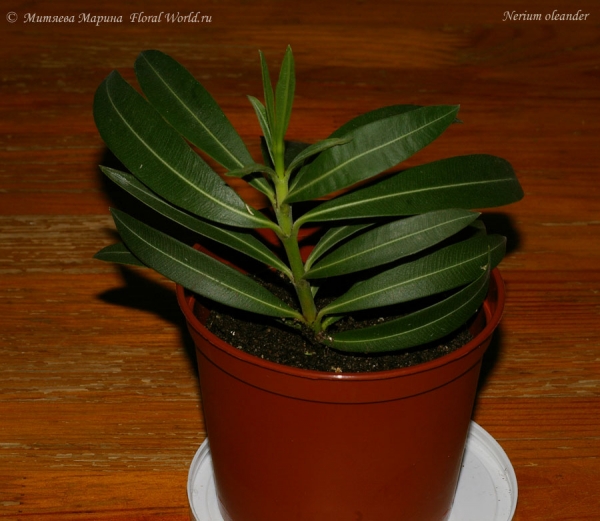 Nerium oleander, или Олеандр обыкновенный.
Ключевые слова: Nerium oleander  Олеандр обыкновенный