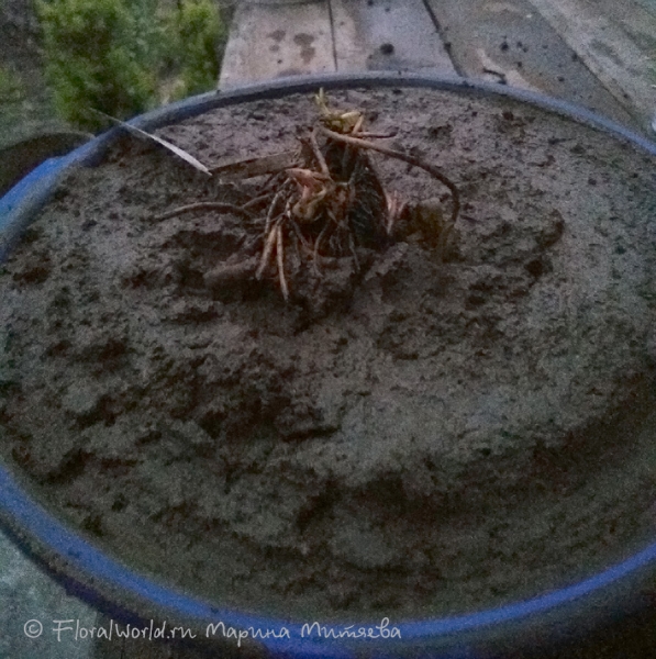 Посадка нимфеи с корневищем типа "ананас"
Фото делалось в темноте
