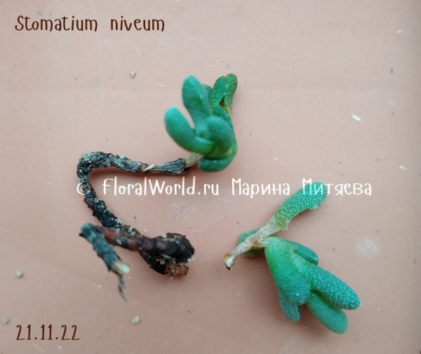 Stomatium niveum
Ключевые слова: Stomatium niveum
