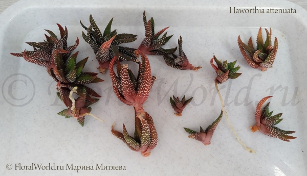 Haworthia attenuata
Ключевые слова: Haworthia attenuata