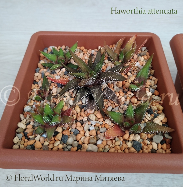 Haworthia attenuata
Ключевые слова: Haworthia attenuata