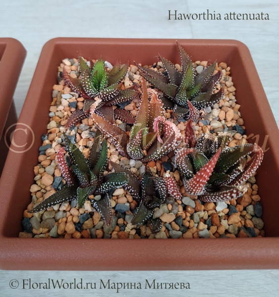 Haworthia attenuata
Ключевые слова: Haworthia attenuata