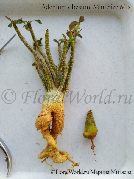 Adenium obesum  Mini Size Mix
Ключевые слова: Adenium obesum Mini Size Mix