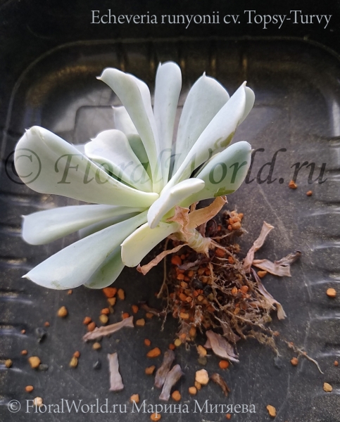 Echeveria runyonii cv. Topsy-Turvy
Ключевые слова: Echeveria runyonii Topsy-Turvy