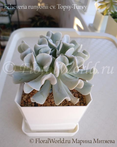 Echeveria runyonii cv. Topsy-Turvy
Ключевые слова: Echeveria runyonii Topsy-Turvy