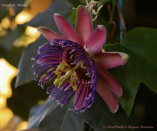 Passiflora 'Marijke'
Ключевые слова: Passiflora Marijke фото цветок цветет