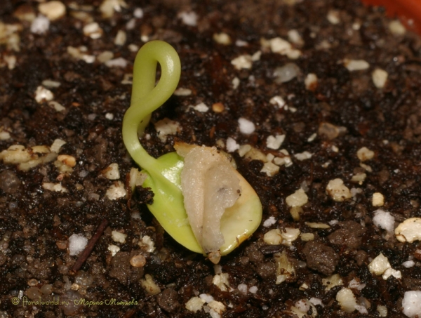 Сеянец Пассифлоры крылатой (Passiflora alata)
 Лопнула вторая оболочка семечка
Ключевые слова: Пассифлора крылатая Passiflora alata