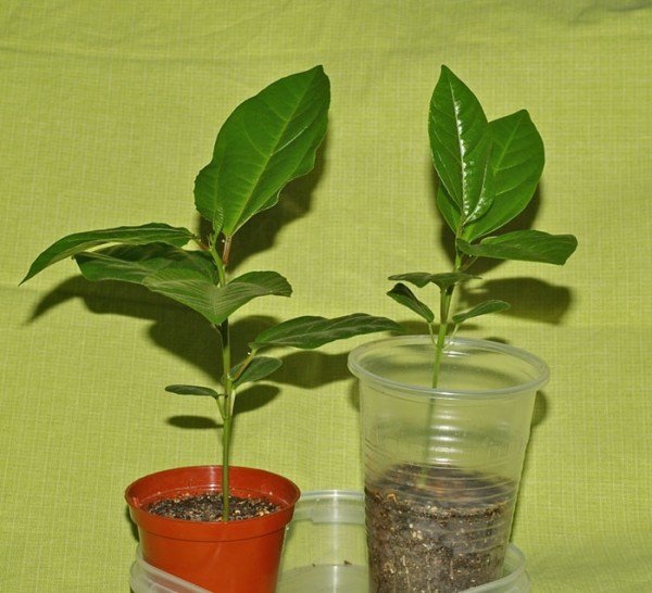 Passiflora_alata-8-1.jpg