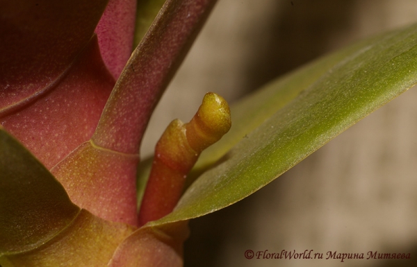 Фаленопсис (Phalaenopsis)
Ключевые слова: Фаленопсис Phalaenopsis фото