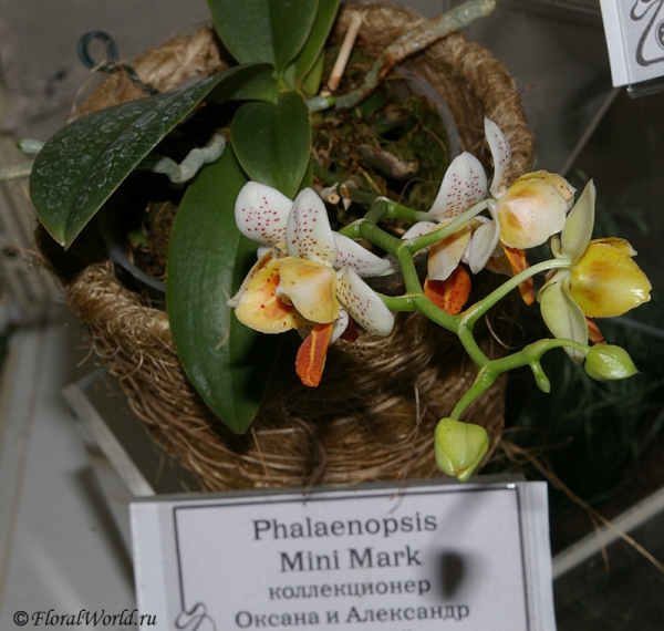 Phalaenopsis Mini Mark 
Ключевые слова: Phalaenopsis Mini Mark 