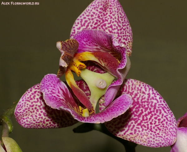 Phalaenopsis
Предположительно  Phalaenopsis 'Pink Panther' 
Ключевые слова: Phalaenopsis