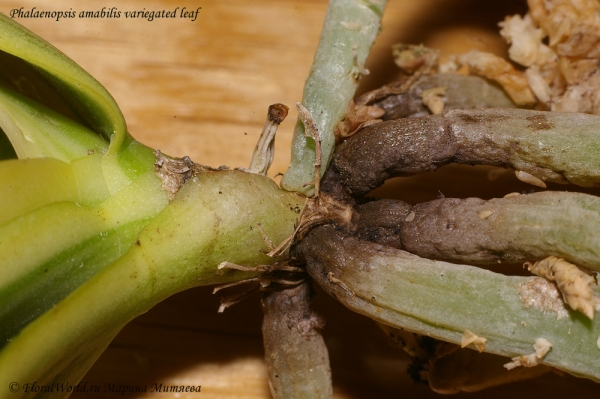 Phalaenopsis amabilis variegated leaf
Ключевые слова: Phalaenopsis amabilis variegated leaf