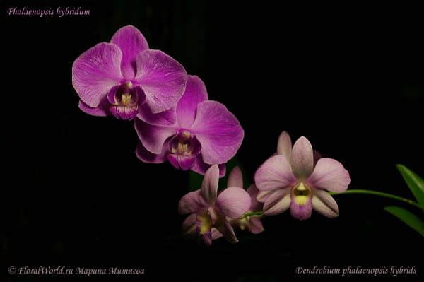 Phalaenopsis and dendrobium
Ключевые слова: Phalaenopsis and dendrobium