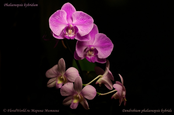 Phalaenopsis and dendrobium
Ключевые слова: Phalaenopsis and dendrobium