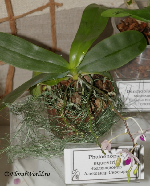 Phalaenopsis equestris
коллекционер Александр Скосырь
Ключевые слова: Phalaenopsis equestris фото